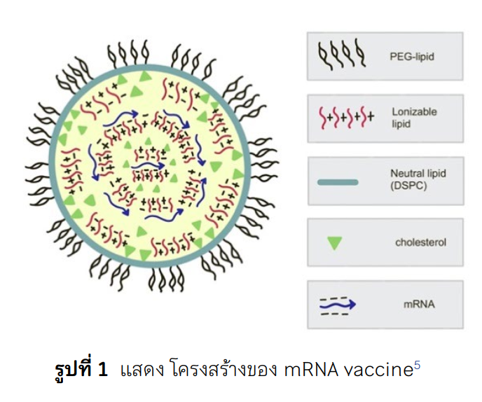 โครงสร้างของ mRNA vaccine